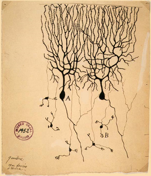 Dibujo científico original de células de Purkinje y células granulares del cerebelo de una paloma, realizado por Santiago Ramón y Cajal en 1899